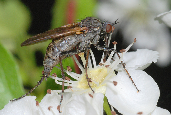 Empis tessellata (Empididae)